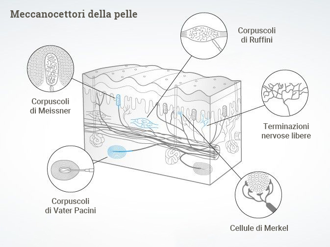 meccanocettori_della_pelle